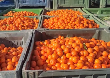 Mandarinat me pesticide, reagon Ministria e Bujqësisë