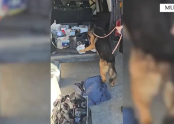 Kapet me kokainë dhe mallra të kontrabanduara, në pranga  32-vjeçari