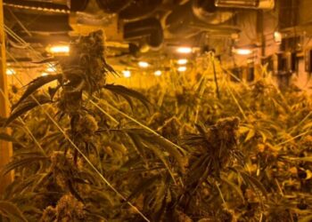 Dënohen tre shqiptarë me 27 muaj burg për fermë kanabisi me vlerë 1.5 milion paund