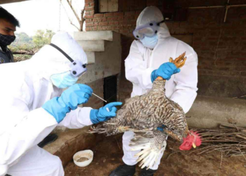 Grip i shpendëve, Ministria: 3 vatra të infektuara në vend