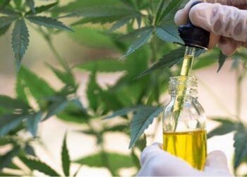 Rregullorja për kanabisin mjekësor: Monitorim, siguri dhe kushtet për mbjellje