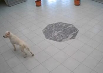 Kosovë/ Pitbulli sulmon nxënësit dhe policët në shkollë