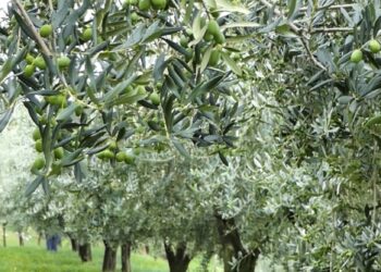 Mungesa e fuqisë punëtore rrezikon prodhimin e vajit të ullirit në Berat