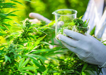 Kanabisi mjekësor, hyjnë në fuqi procedurat për pagimin e tarifës së licencimit