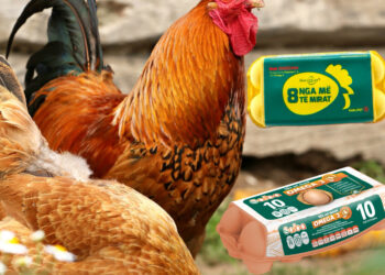 Rënia e prodhimit pas gripit të shpendëve, dyfishohet çmimi i vezëve