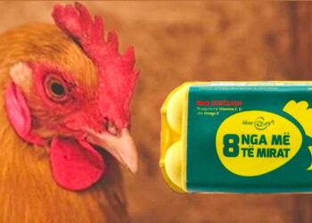 Alarmante! 69,000 pula të ngordhura, bllokohen 250,000 vezë në fermën Rea’s