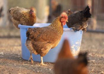 Kosova merr masa kontrolli pas shpërthimit të gripit të shpendëve në Durrës