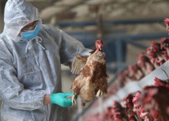 Gripi i shpendëve, ekspertët: Virusi H5N1 mund të prekë njerëzit