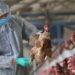 Gripi i shpendëve, ekspertët: Virusi H5N1 mund të prekë njerëzit