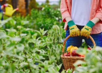 Industria dhe bujqësia në recesion, fshatrat po zbrazen
