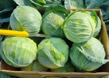 Vendet baltike shijojnë lakrën shqiptare, rriten eksportet e zarzavateve