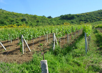 Moti dëmton bujqësinë në Elbasan, fermerët: Më e dëmtuar vreshtaria