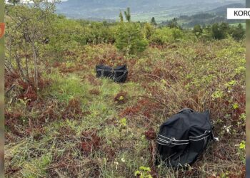 Korçë/Policia parandalon trafikimin e kanabisit drejt Greqisë