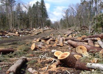 Oreksi i Italisë për dru nxit krizën e pyjeve në Shqipëri
