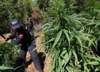 I shpallur në kërkim për kultivim kanabisi, në pranga i riu në Kuçovë