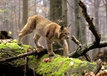 Shqipëria, në hartën europiane të identifikimit të kafshëve