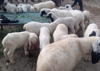 Shfaqet murtaja në Bulqizë, ngordhin 150 bagëti në Martanesh