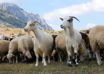 Murtaja e bagëtive, konfirmohet vatra e parë në qarkun e Korçës