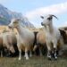 Murtaja e bagëtive, konfirmohet vatra e parë në qarkun e Korçës