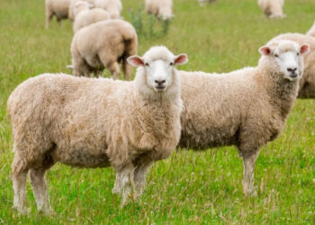 Murtaja e ruminantëve përhapet në Zallbastar, 882 krerë të prekur