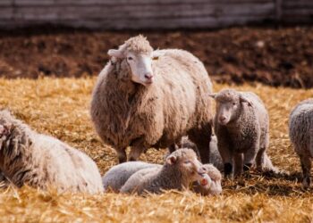 Murtaja e bagëtive përhapet në jug: 12 ferma të infektuara, 1200 kafshë të asgjësuara