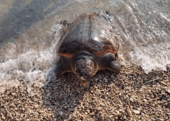 Breshka e rrallë Caretta caretta shfaqet në bregdetin e Sarandës