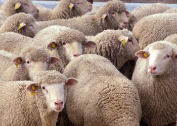 Murtaja prek edhe Maliqin: 192 krerë të asgjësuar, rrezik për mbi 5000 bagëti në zonë