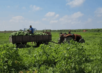 Punësimi bie në fillim të vitit 2025, pavarësisht rritjes ekonomike: Rënia më e madhe në bujqësi