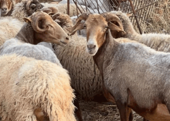 Kosova ndalon importin e deleve dhe dhive nga Maqedonia e Veriut