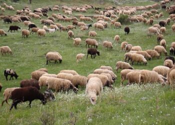 Vatër e re e murtajës së bagëtive në Libohovë