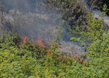 Përfshihet nga flakët një zonë me ullishte në Fier, terreni pengon ndërhyrjen