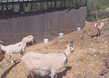 Rasti me murtajë në Postribë, drejtori i shërbimit veterinar: Nuk ka rrezik për njerëzit