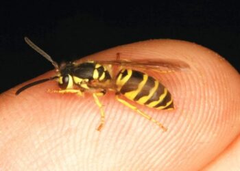 Mjekja: Bletët dhe grerëzat mund të çojnë në humbje jete për 20 minuta