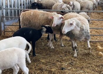 Kosova ndalon importin e deleve dhe dhive nga Shkodra dhe Kukësi