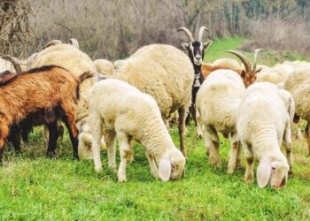 Murtaja, Ministria e Bujqësisë: Nuk transmetohet te njeriu, ja thirrja për fermerët