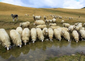 Konfirmohet rasti i parë i murtajës së kafshëve në Kosovë