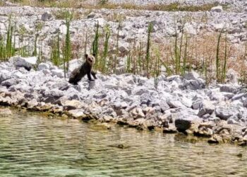 Ariu i vogël kapet ‘mat’ duke u freskuar në liqenin e Prespës