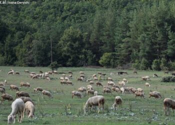 Dibra përballë bruçelozës/ BIRN: Fermerët të pambrojtur