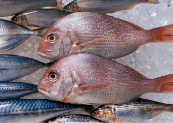 Paradoksi në tryezë/ Shqipëria “mbytet” nga peshku kinez, prodhimi ynë vendas noton drejt Europës