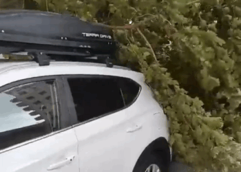 Stuhi në Vlorë, rrëzohen pemë dhe përmbyten rrugët