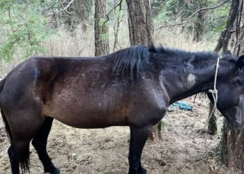 Qëllohen me çifte 22 kuaj në zonën Dukat–Llogara, shkak konkurrenca