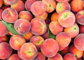 Skandal i ri ushqimor: Kroacia bllokon ngarkesën me pjeshkë shqiptare, AKU dhe Ministria në heshtje