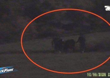 Skandal në kufi: Rrjeti i kontrabandës së viçave nga Maqedonia e Veriut kërcënon sigurinë ushqimore