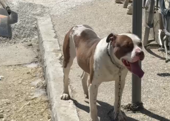 Pitbulli i lënë rrugëve sulmon 4-vjeçaren në Lungomare, i kap kokën dhe e plagos rëndë, dërgohet me urgjencë në spitalin e Vlorës