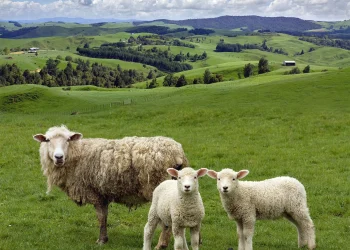 Kosova ndal importin e deleve e dhive nga Shqipëria pas PPR në Dibër