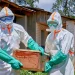 Ebola shpërthen në Afrikë, mbi 200 viktima dhe 10 shtete në alarm për përhapjen e virusit