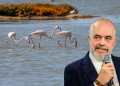 Rama sulmon protestuesit: Flamingot janë vegla të sorrave dhe korbave, që kërkojnë të marrin peng Shqipërinë
