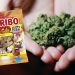 “Haribo me kanabis” në Shqipëri, Policia ngre alarmin te Arsimi: Rrezik për fëmijët dhe të miturit