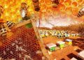 Temperaturat ekstreme godasin bletarinë, përgjysmohet prodhimi i mjaltit në Gjirokastër